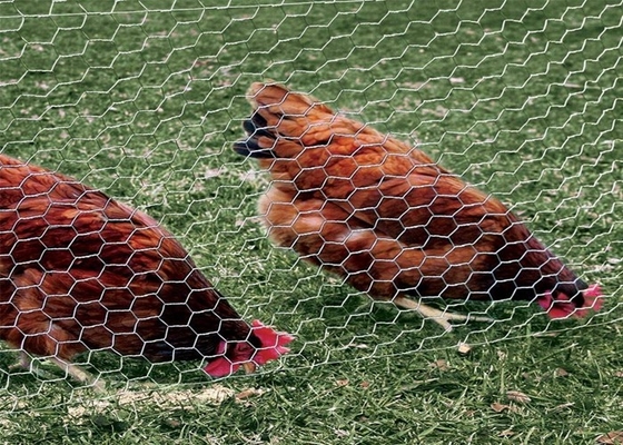 alambre de pollo de los 0.5-2m Mesh Netting, malla de alambre hexagonal de las aves de corral