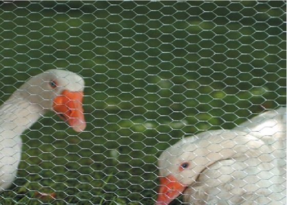El PVC cubrió la muestra libre galvanizada del indicador de alambre de la malla de alambre 0.5-5.0m m del pollo
