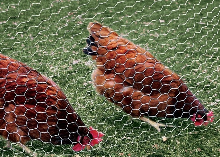 El PVC cubrió la muestra libre galvanizada del indicador de alambre de la malla de alambre 0.5-5.0m m del pollo